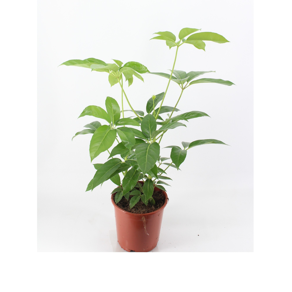 schefflera amate 24 cm pot.