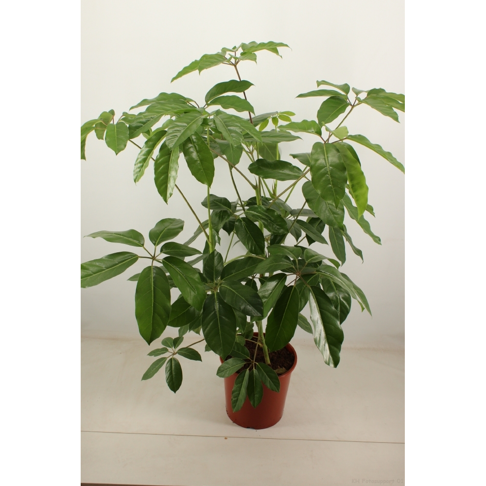schefflera amate 30 cm pot.