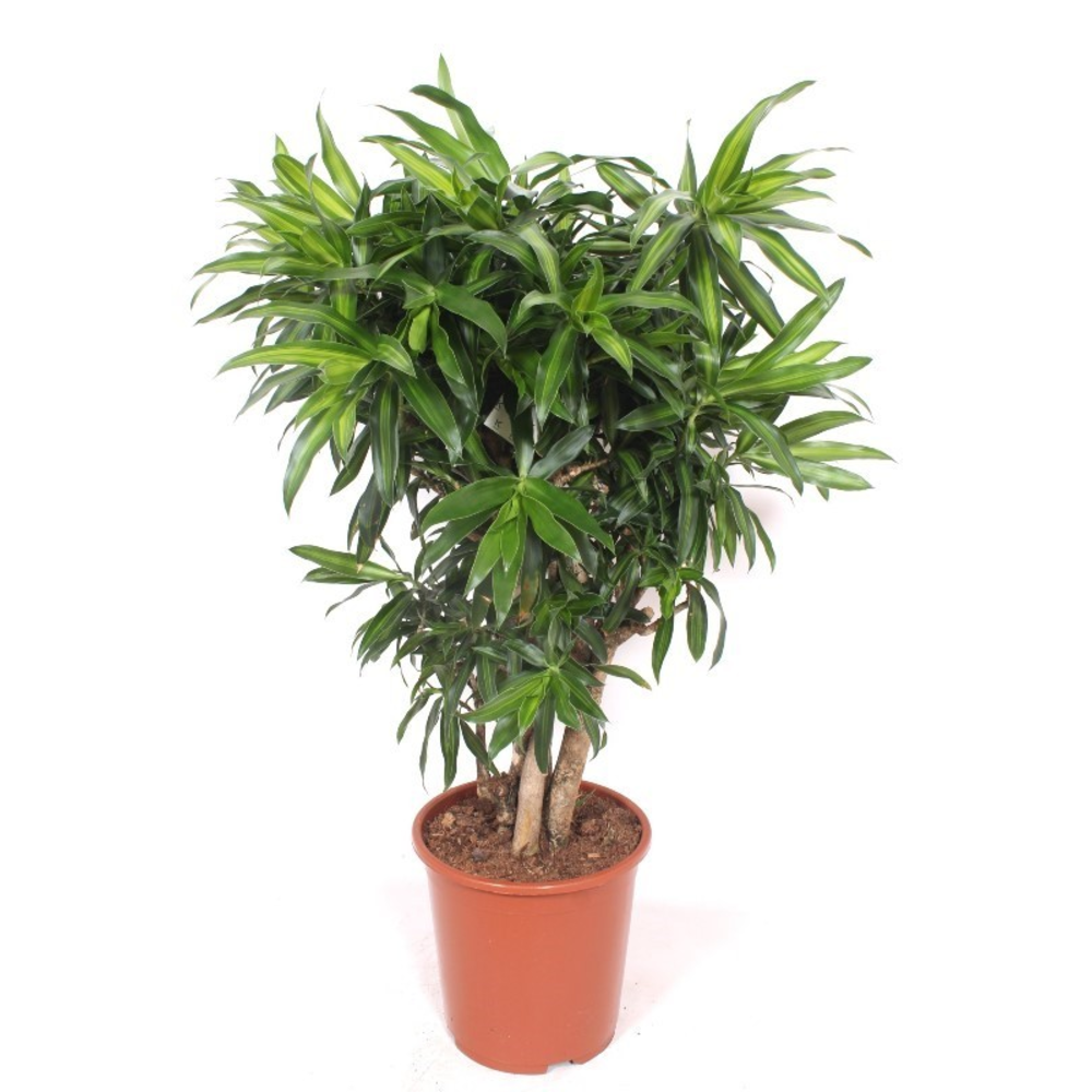 Dracaena Song of Jamaica.