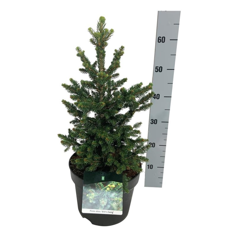 Picea abies 'Will's Zwerg'.