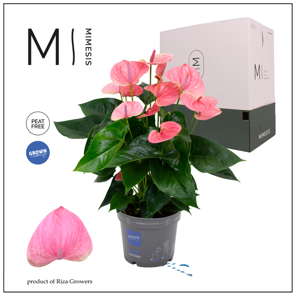 Mimesis Anthurium KARMA Sweetdream - 17cm.