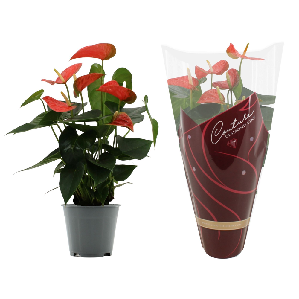 Anthurium Prince of Orange in Couture Diamond Line.