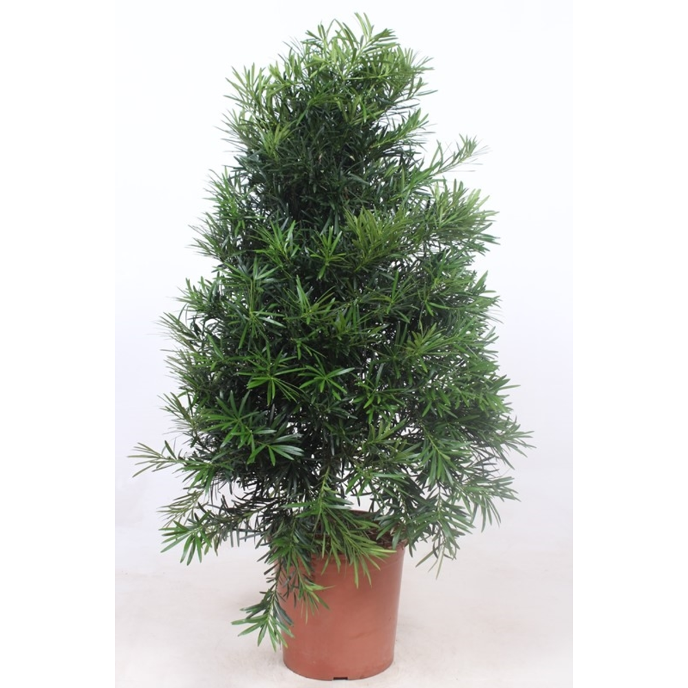 Podocarpus macrophylla.