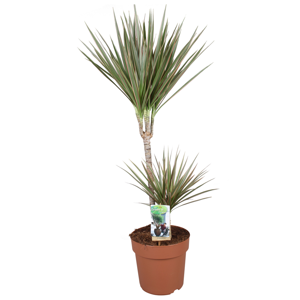 Dracaena Bicolor 45-15.