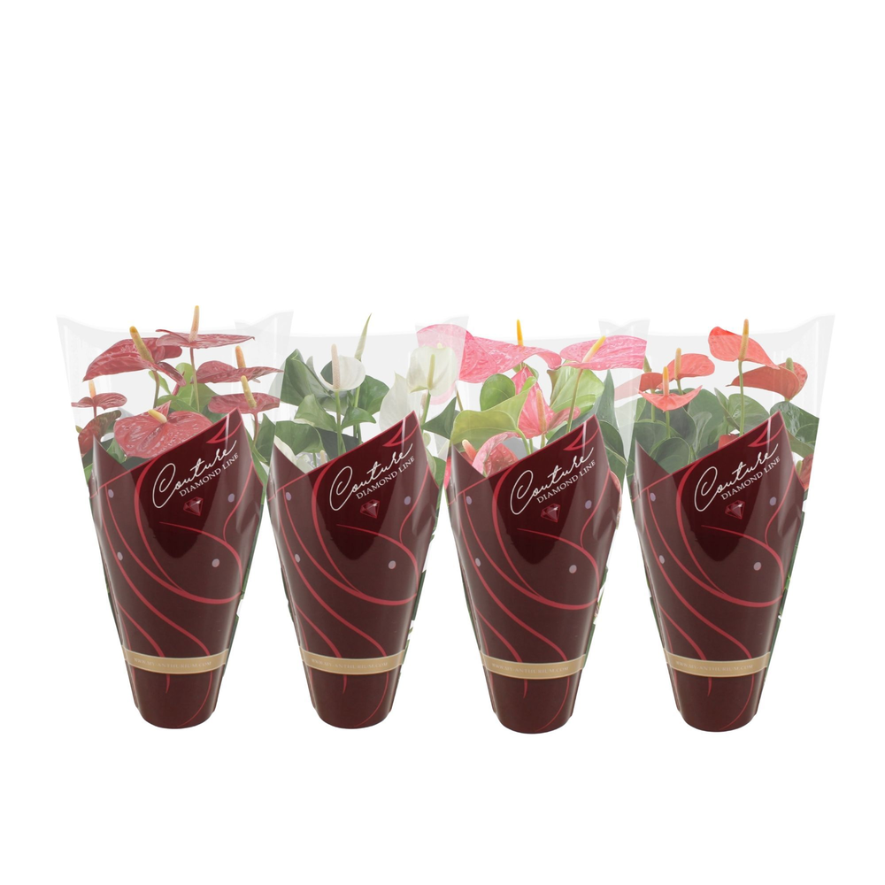 Anthurium 4 color mix in Couture Diamond sleeve.