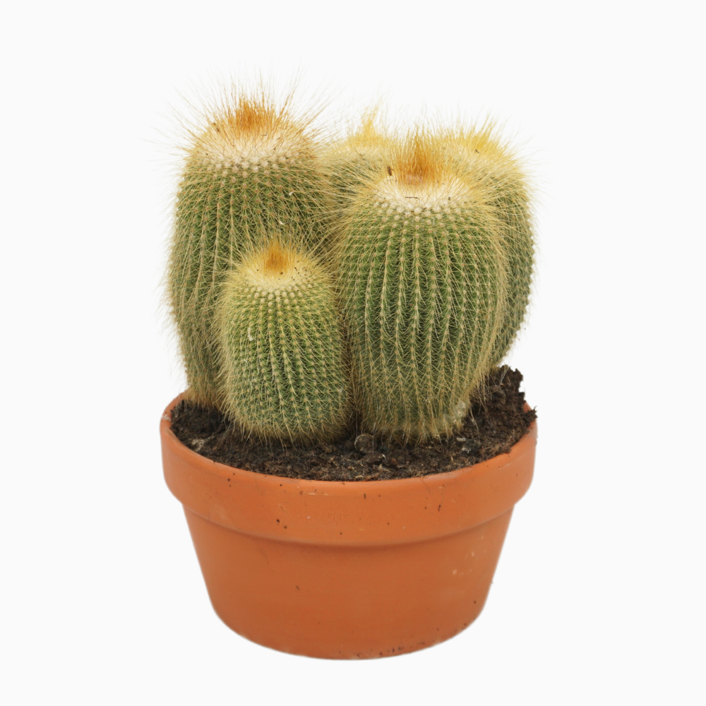 Eriocactus leninghausii 20 cm.