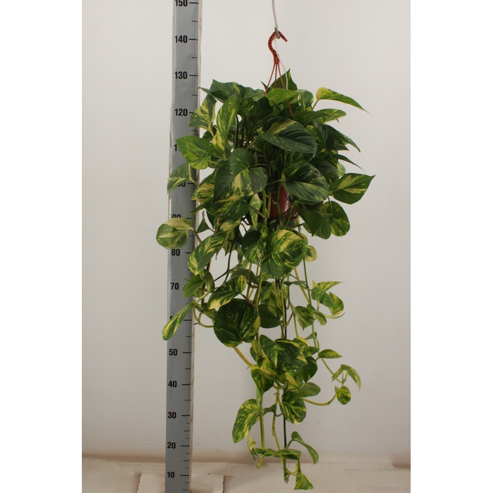 Scindapsus aureum hang 21cm.