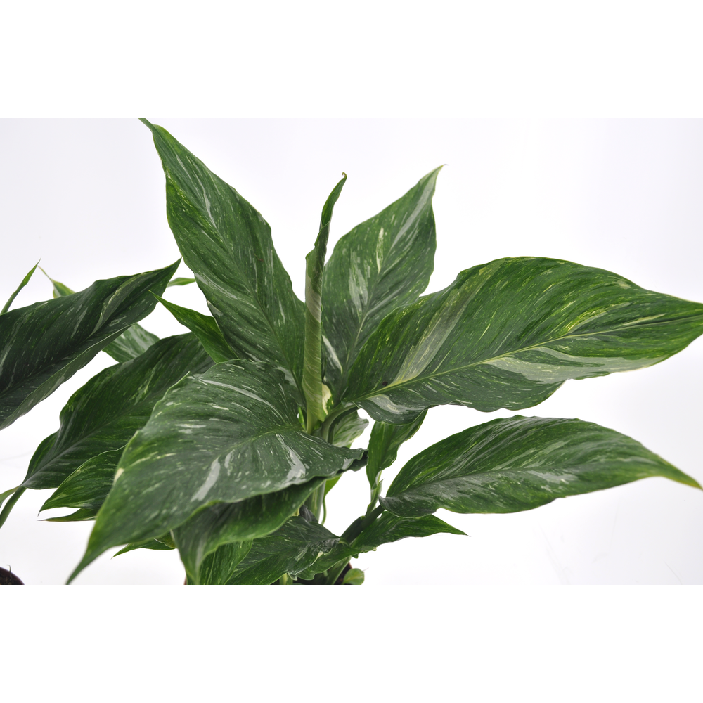 Spathiphyllum Diamond 12cm.