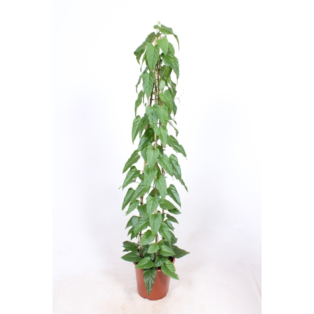 Cissus nodosa.