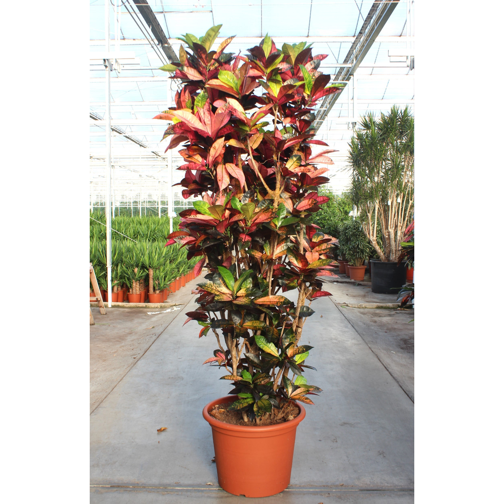 Coadieaum Iceton (Croton Iceton).