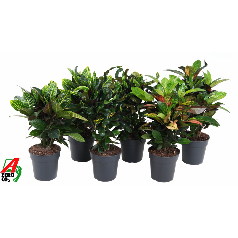 Mix Codiaeum p21.