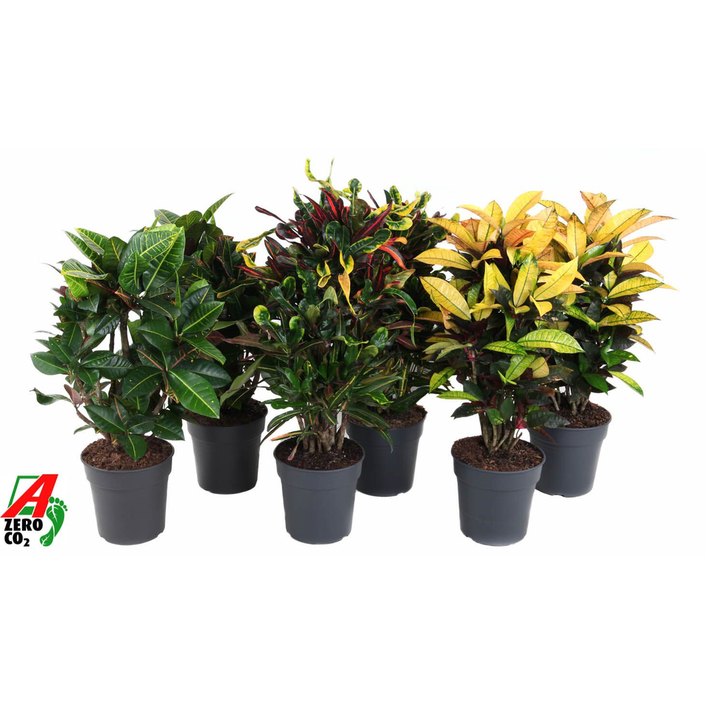 Mix Codiaeum p24.