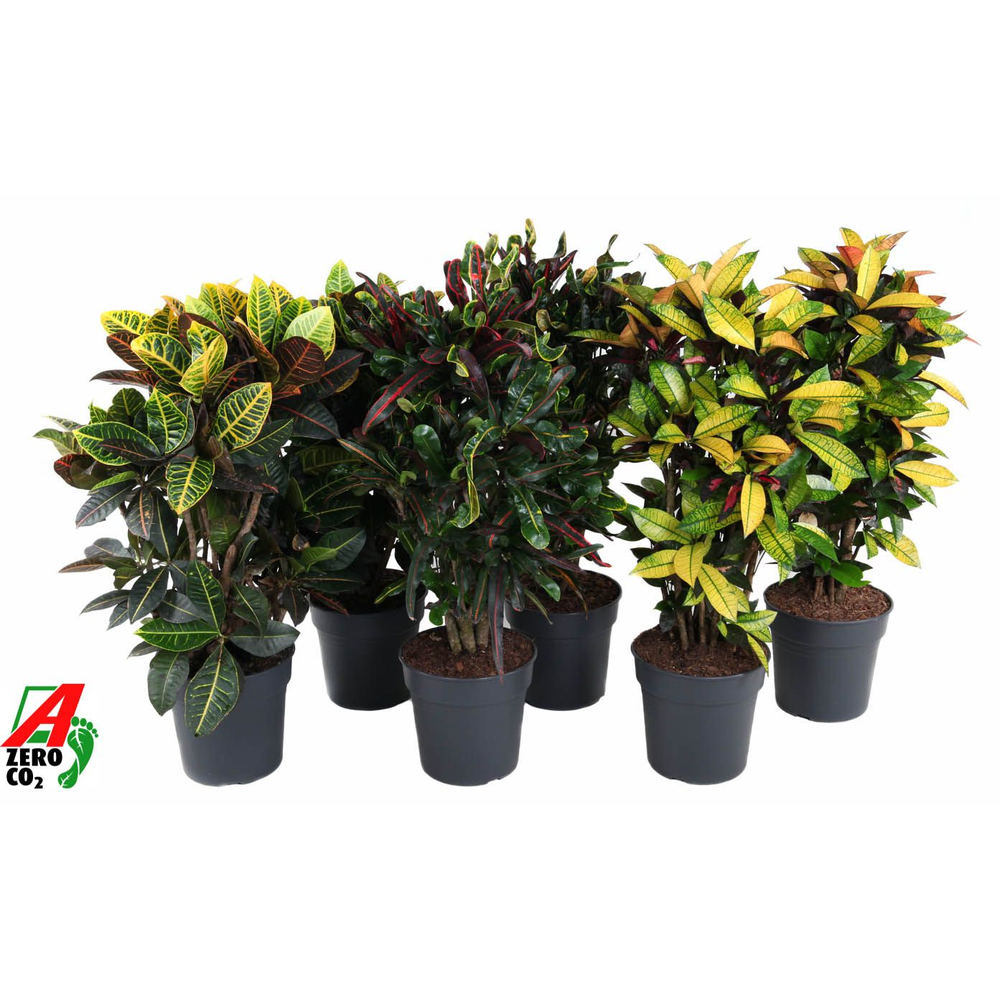 Mix Codiaeum p27.