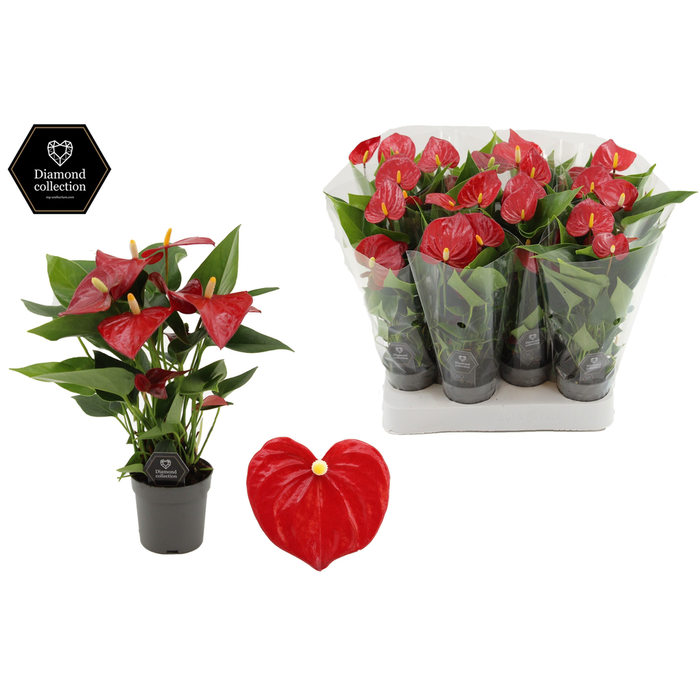 Anthurium 7 cm Micra in transparant sleeve.