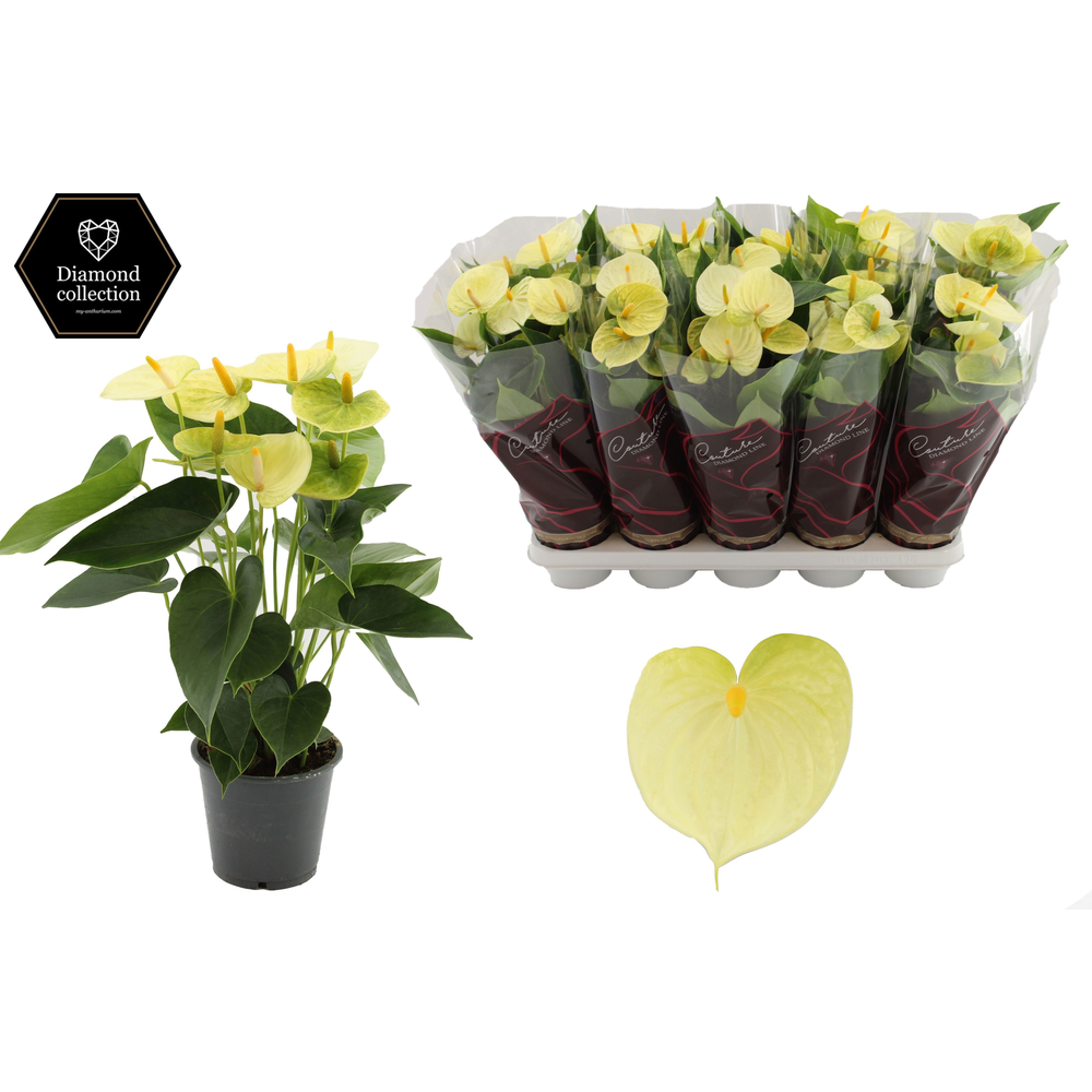 Anthurium Vanilla in Couture Diamond Line Purple s.