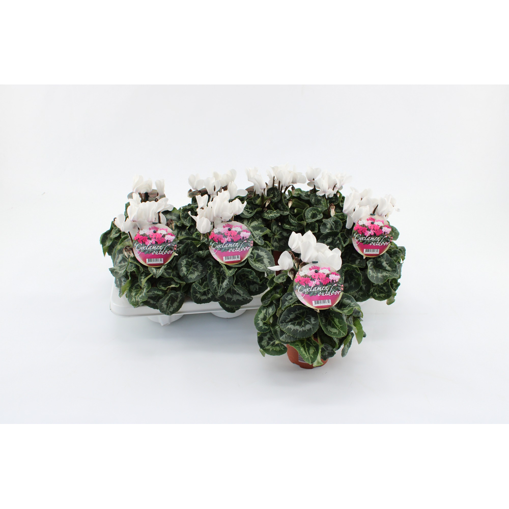 Cyclaam Garden White Green Leaf.