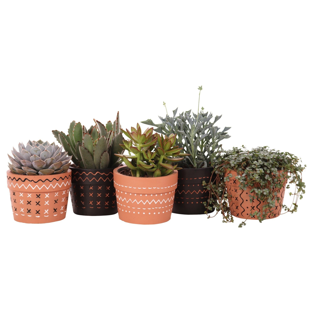 Succulent mix 10,5 cm in Adrinka sierpot.
