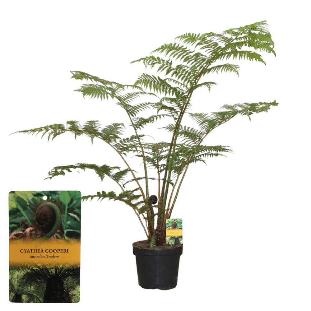 Cyathea Cooperii (Australian Tree Fern).