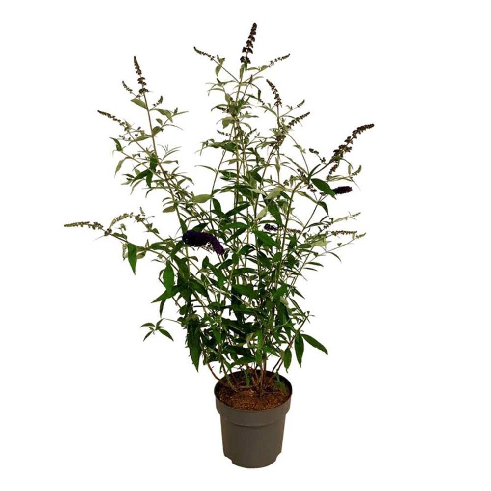 Buddleja dav. 'Black Knight'.