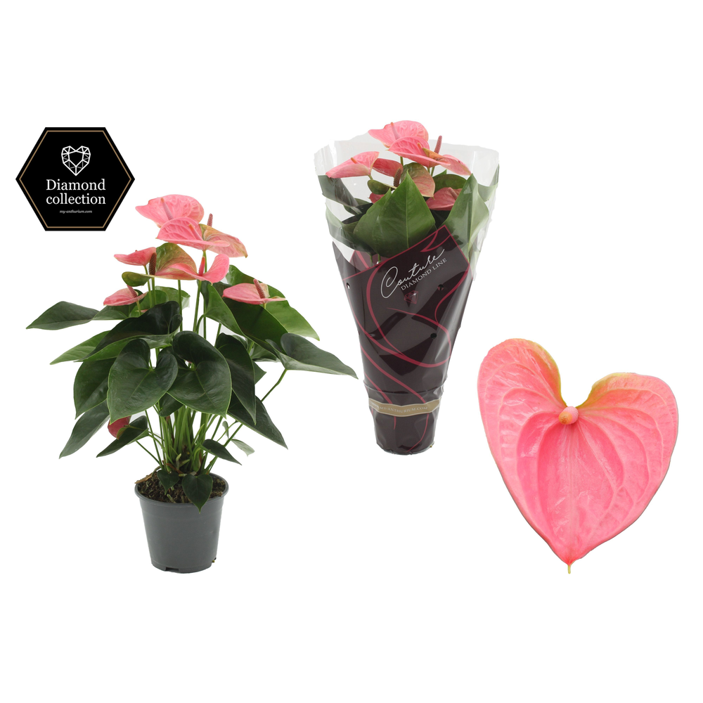 Anthurium 14 cm Sweet Dream in Couture Diamond Lin.