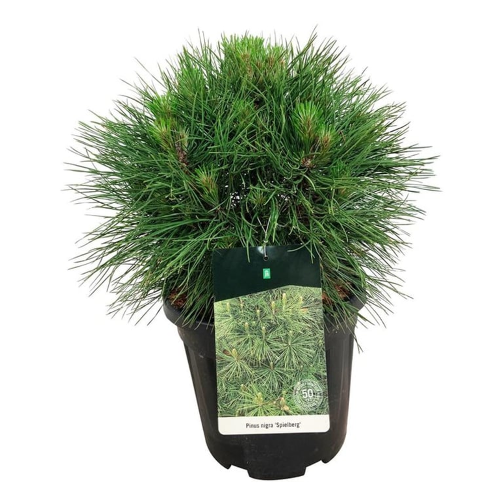 Pinus nigra 'Spielberg'.