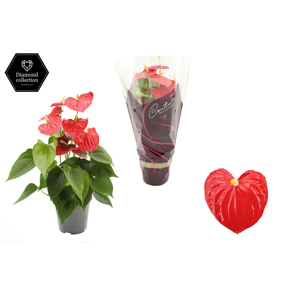 Anthurium 14 cm Esudo in Diamond Line Purple sleev.