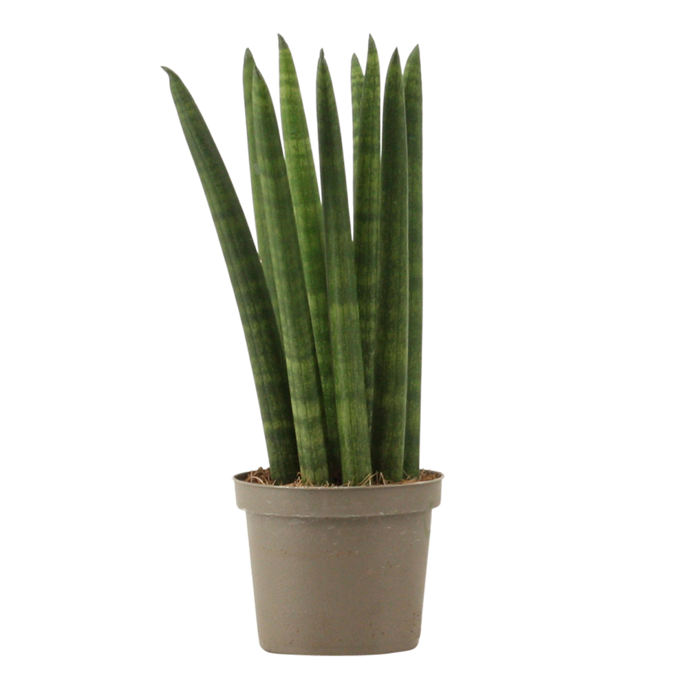 Sansevieria Cylindrica 9 cm Straight.