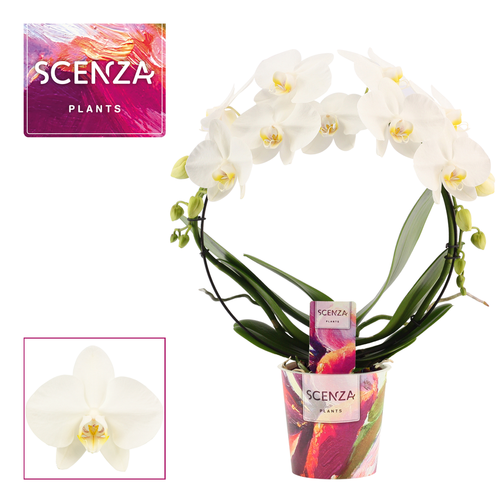 Phalaenopsis boog wit (Scenza).