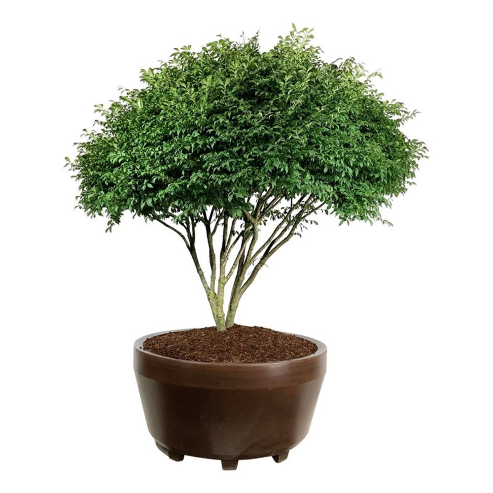 Euonymus alatus 'Compactus'.
