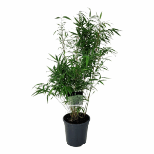 Fargesia robusta 'Wenchuan'.