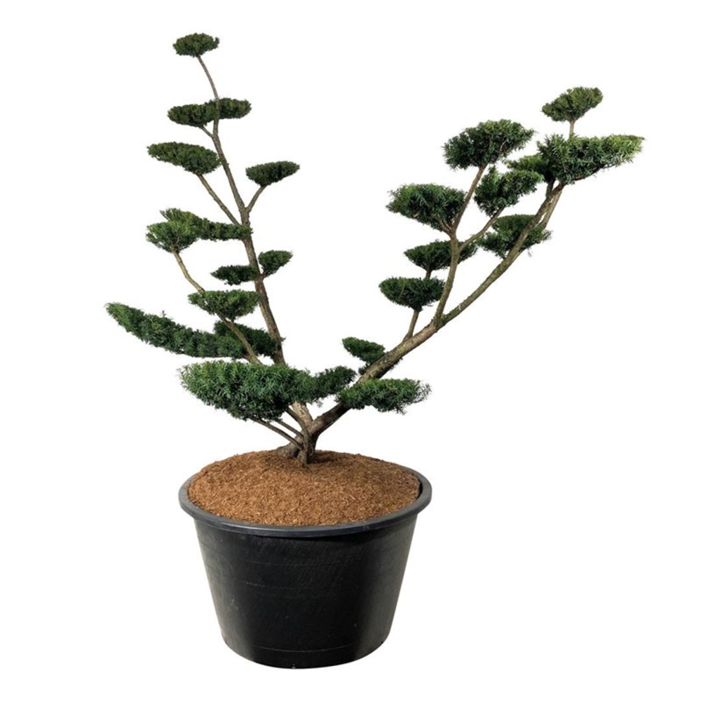 Taxus media 'Farmen'.