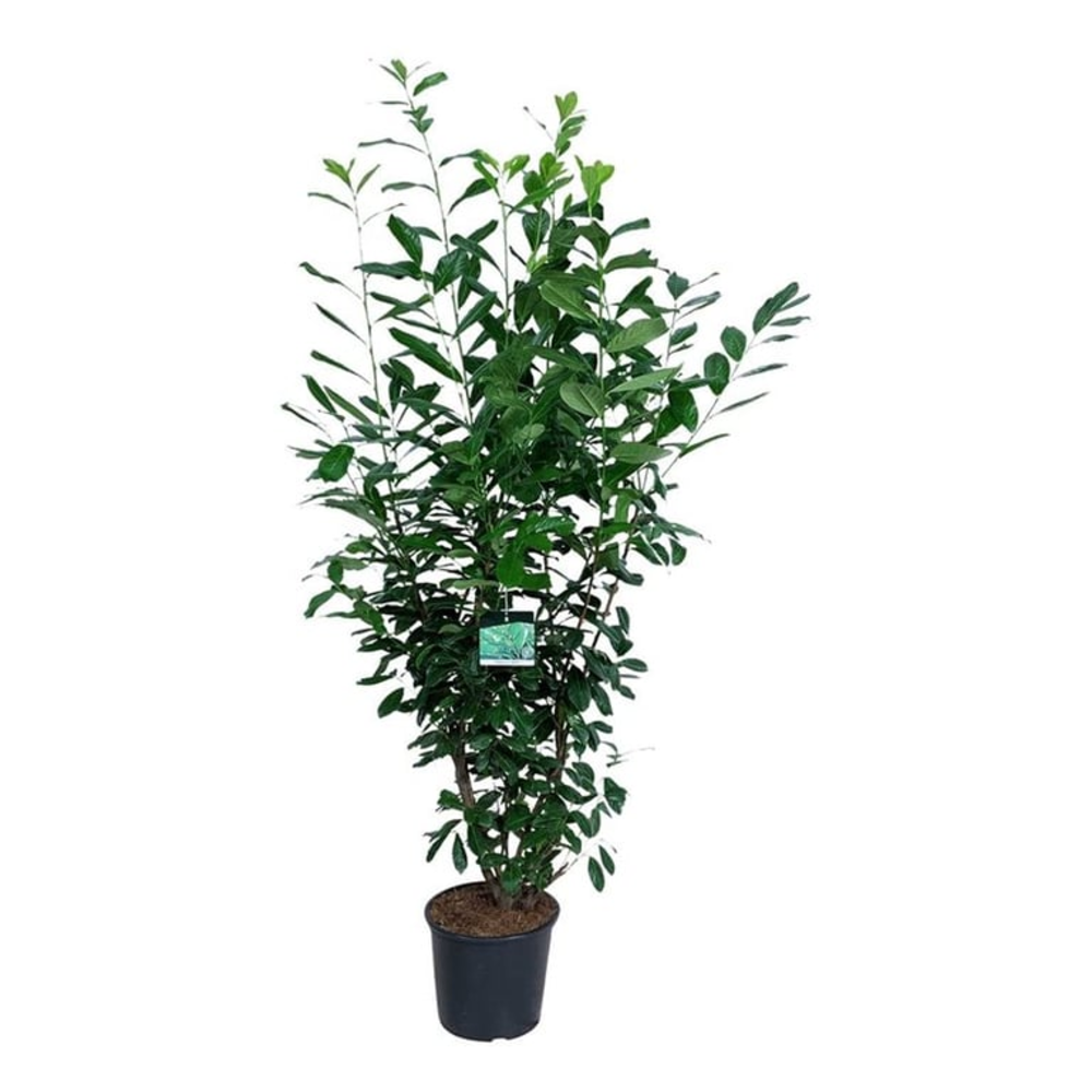 Prunus laur. 'Novita'.