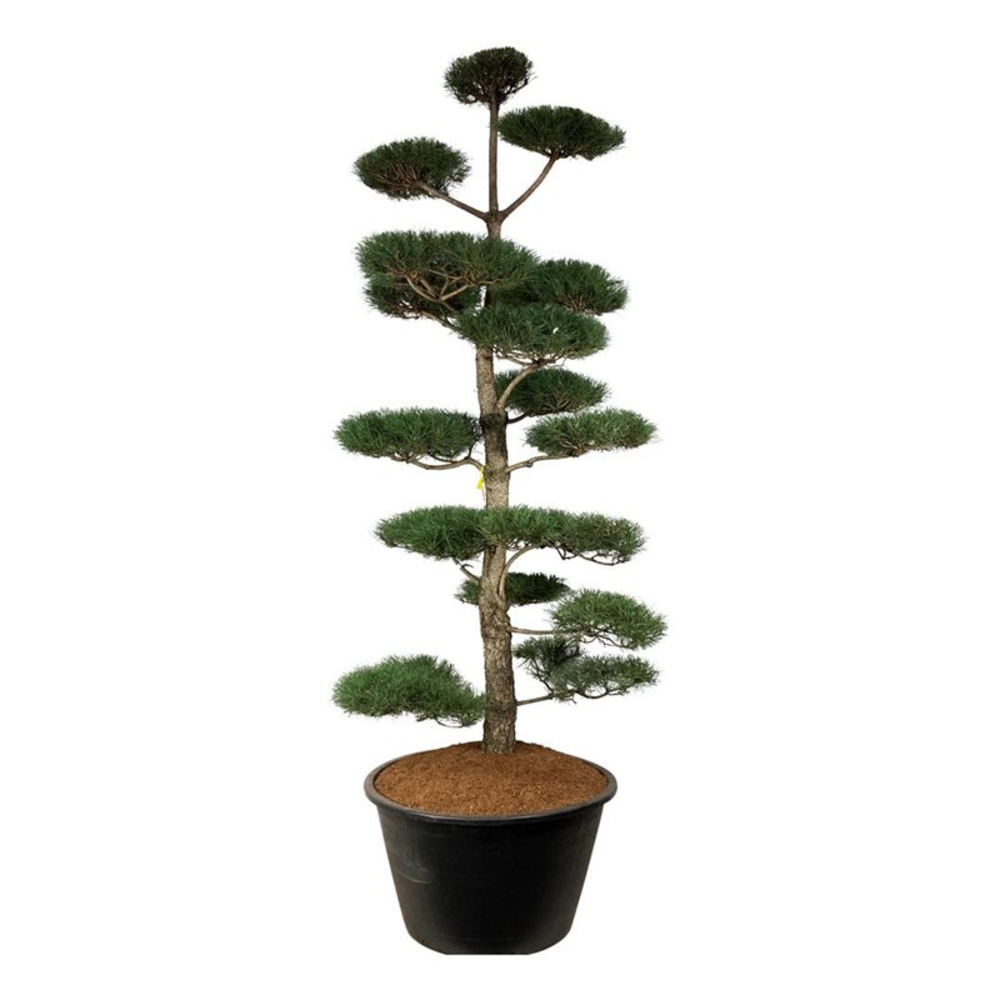 Pinus nigra nigra.