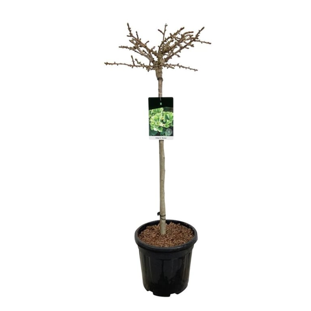 Ginkgo biloba 'Mariken'.