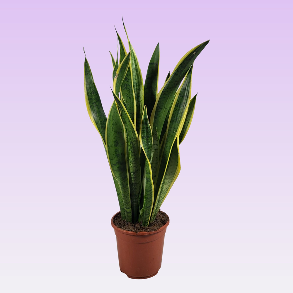 Sansevieria trifasciata 'Laurentii' 75cm.