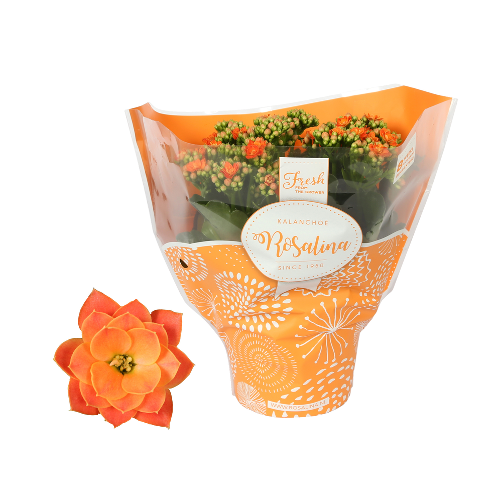Kalanchoe Rosalina 15cm TST Don Pedro, Oranje hoes.