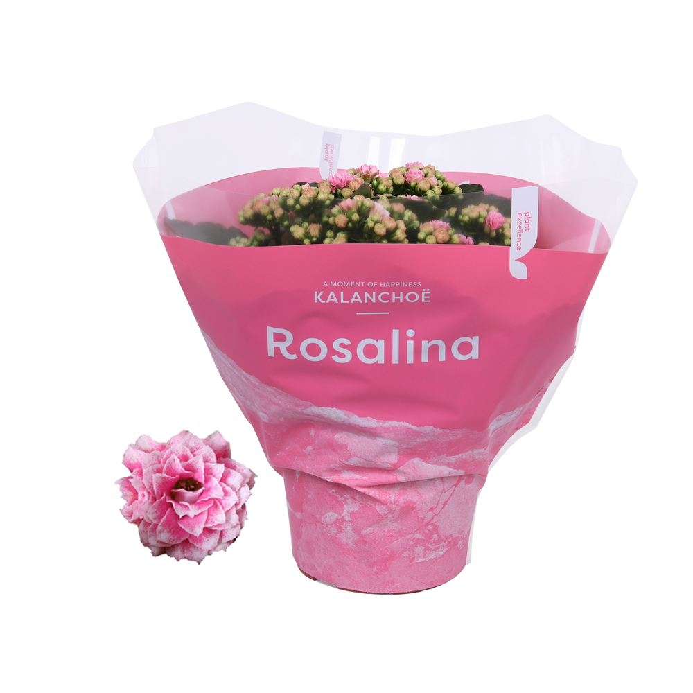 Kalanchoe Rosalina 15cm TST Don Alano, Roze hoes.