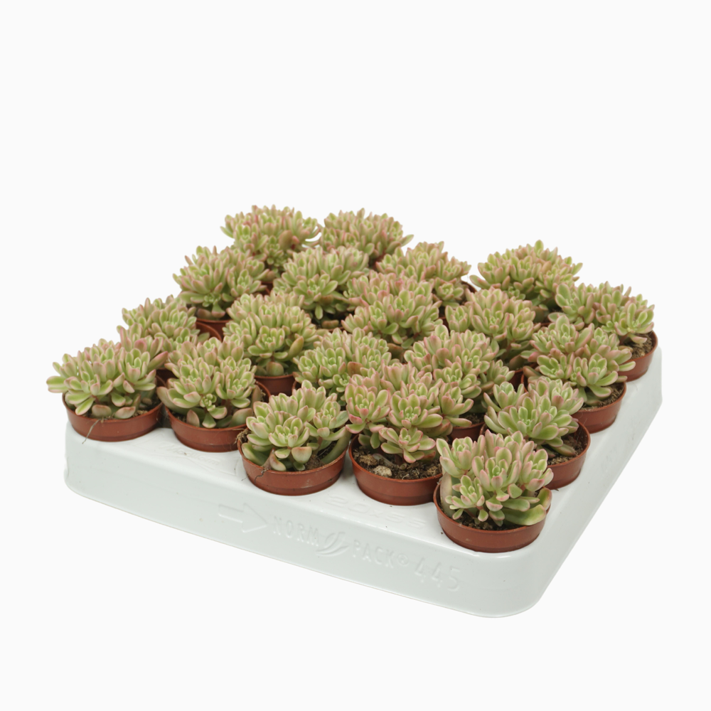 Sedum Alice 'variegata' 5,5 cm..