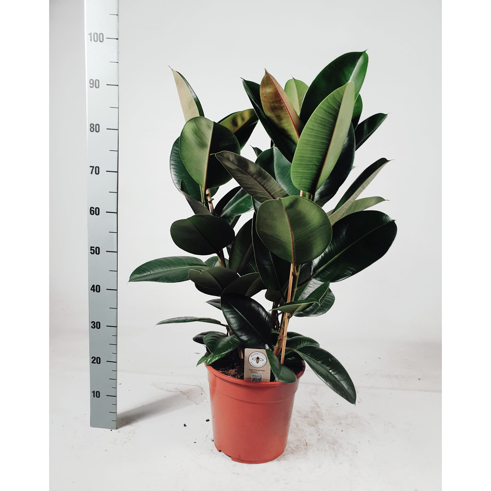 Ficus elastica 'Robusta' toef 95cm toef.
