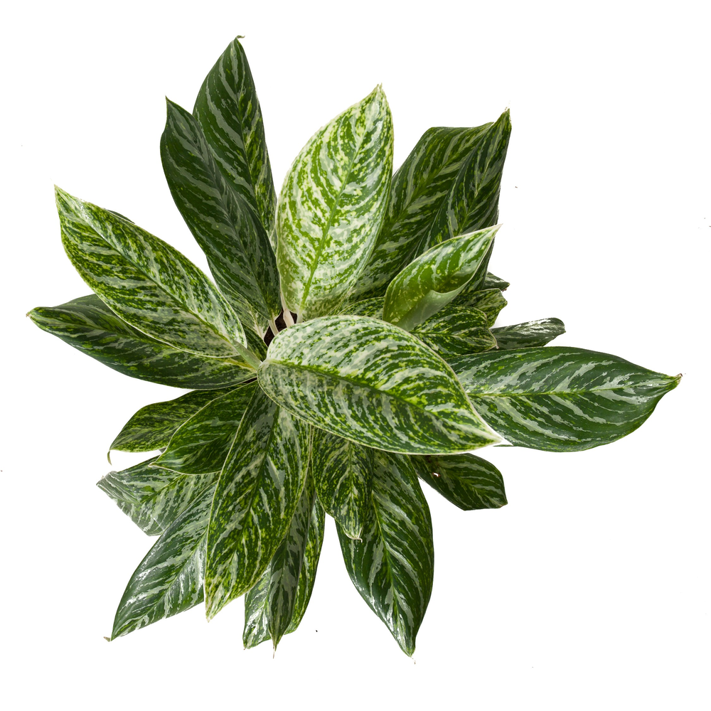 Aglaonema Golden Madonna.