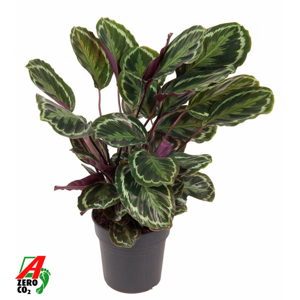 Calathea Medaillon.