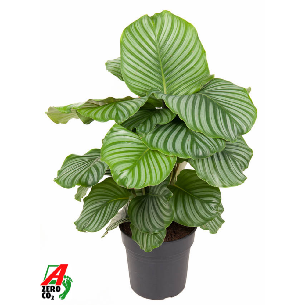 Calathea Orbifolia.