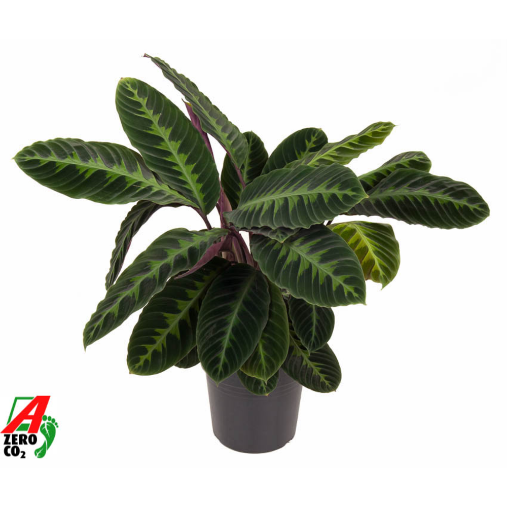 Calathea Warscewiczii.