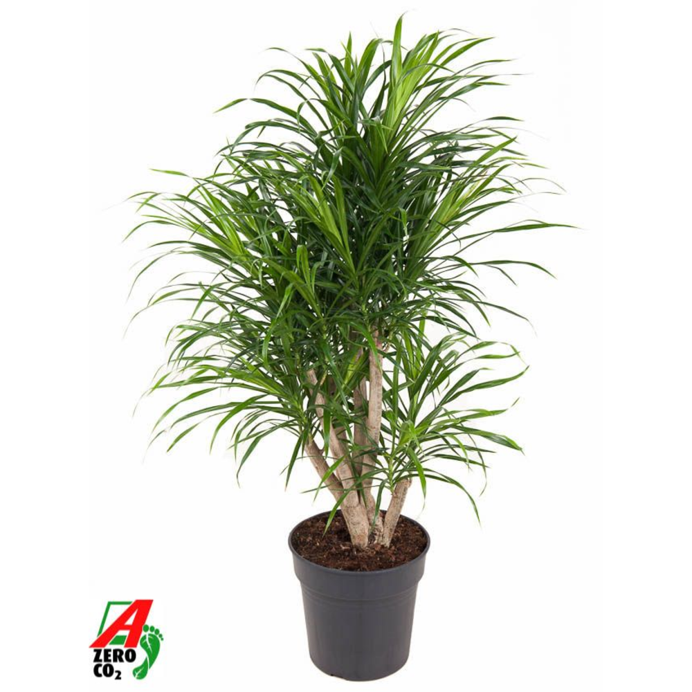 Dracaena Anita variegata vertakt P24.