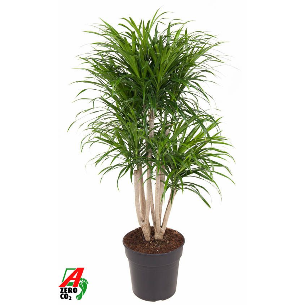 Dracaena Anita variegata vertakt P27.