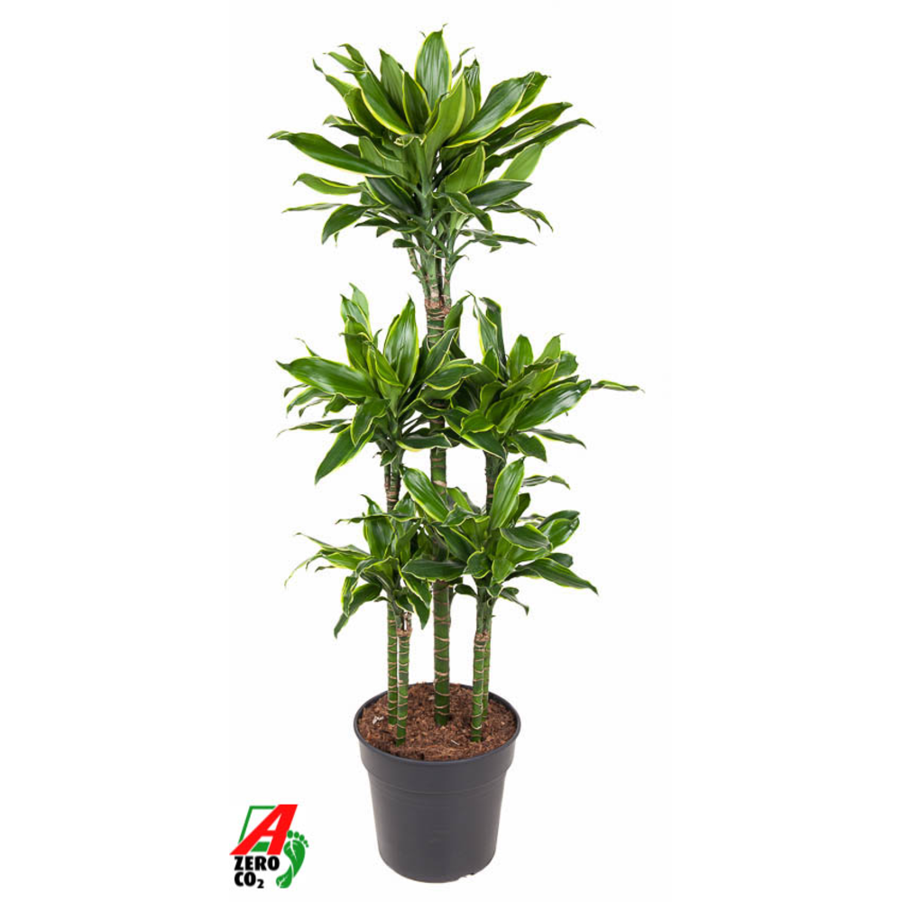 Dracaena Gold Coast 90-carrousel.