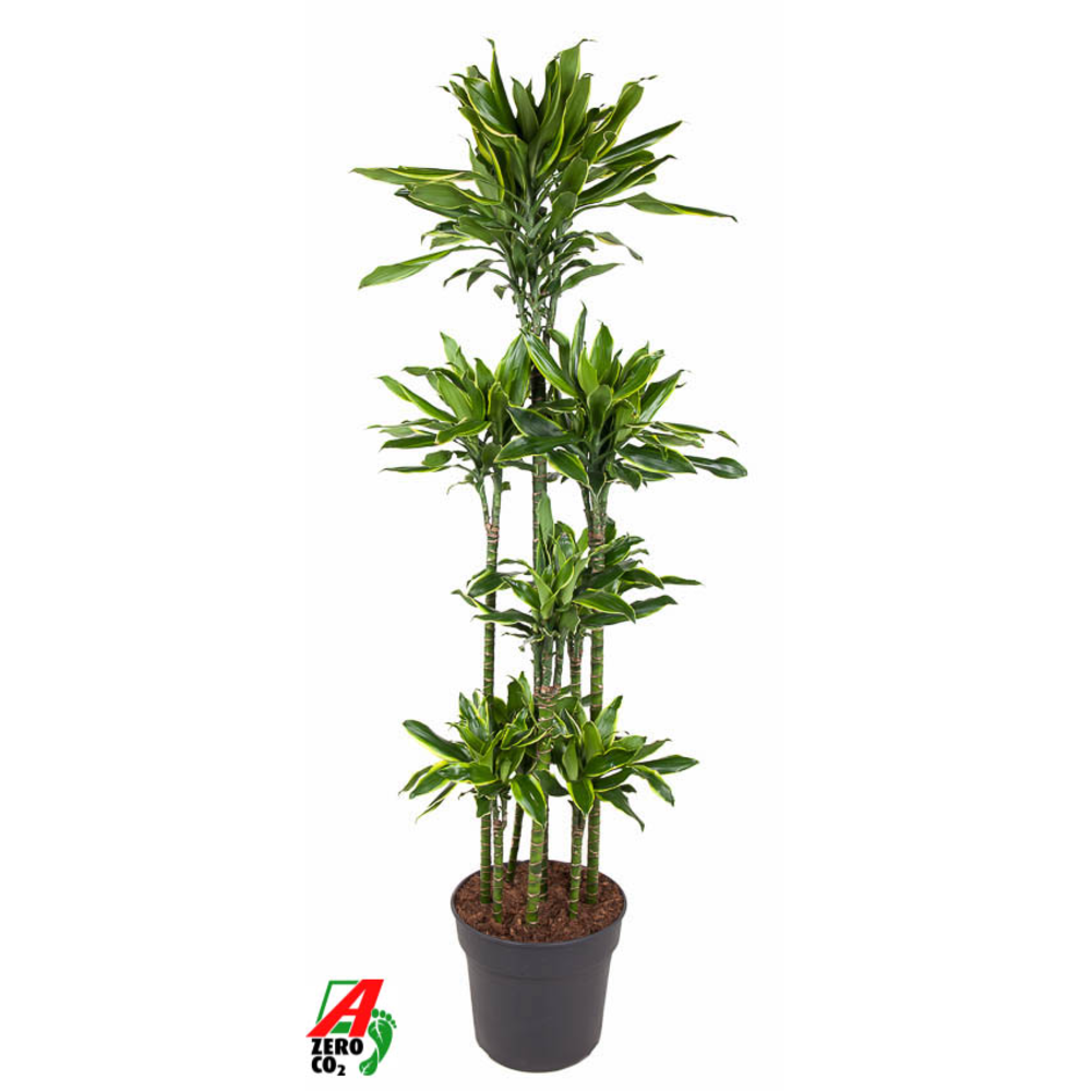 Dracaena Gold Coast 120-carrousel.