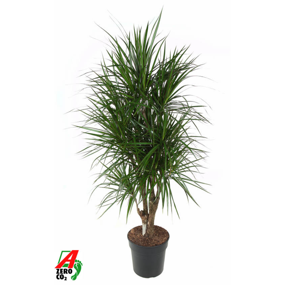 Dracaena Marginata vertakt P31.