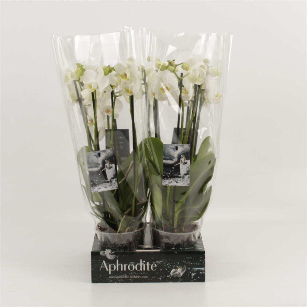 Phalaenopsis overig wit 4 tak wit 'shorty' goddess.
