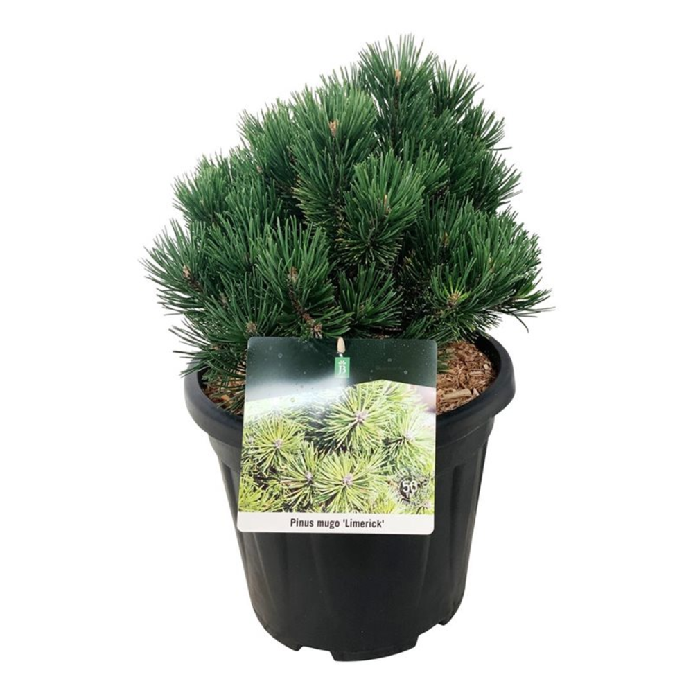 Pinus mugo 'Limerick'.